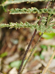 Leptopteris hymenophylloides
