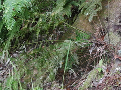 Leptopteris hymenophylloides