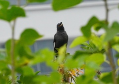 Acridotheres cristatellus