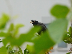 Acridotheres cristatellus