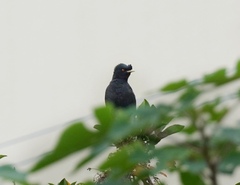 Acridotheres cristatellus
