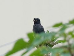 Acridotheres cristatellus