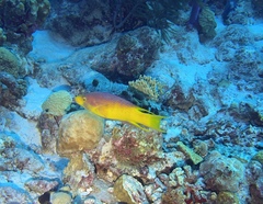 Bodianus rufus