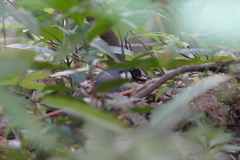 Pterorhinus chinensis