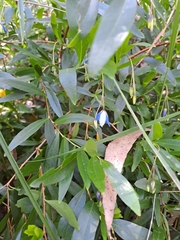 Billardiera heterophylla