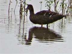 Parasesarma catenatum