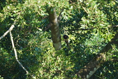 Urocissa erythroryncha