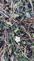 Convolvulus sagittatus