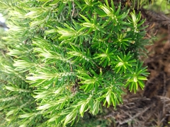 Ozothamnus turbinatus