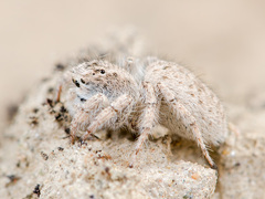 Aelurillus concolor