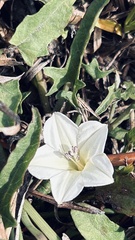 Convolvulus sagittatus