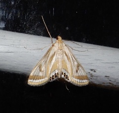 Eoophyla sejunctalis