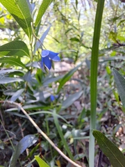 Billardiera heterophylla