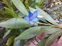 Billardiera heterophylla