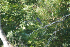 Hypsipetes leucocephalus