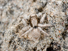 Aelurillus concolor