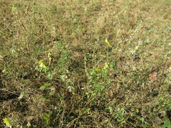 Melilotus suaveolens