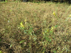 Melilotus suaveolens