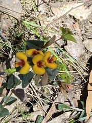 Platylobium obtusangulum