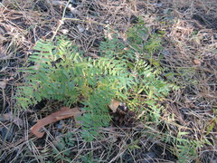 Vicia nervata