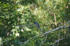 Hypsipetes leucocephalus