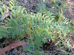 Vicia nervata