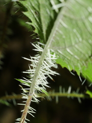 Urtica ferox