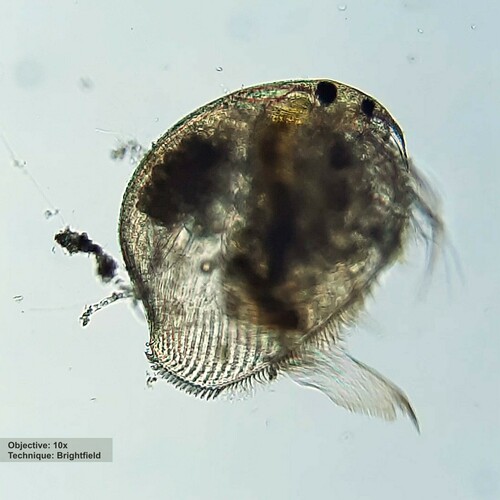 Pleuroxus truncatus