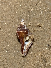 Pterochelus triformis