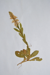 Polygala amara
