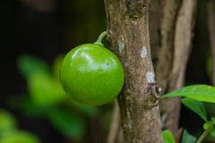 Crescentia cujete
