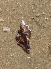 Pterochelus triformis