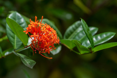 Ixora coccinea