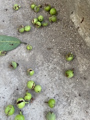 Ficus cotinifolia
