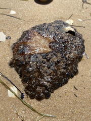 Phlyctenactis tuberculosa