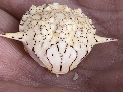 Matuta victor