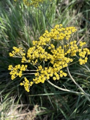Helichrysum harveyanum