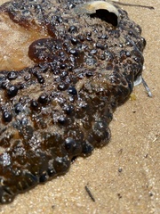 Phlyctenactis tuberculosa