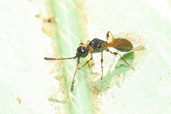 Diapriinae