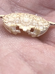 Matuta victor