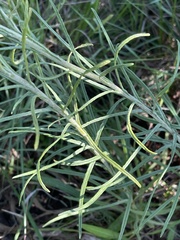 Helichrysum harveyanum