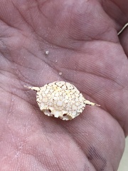 Matuta victor