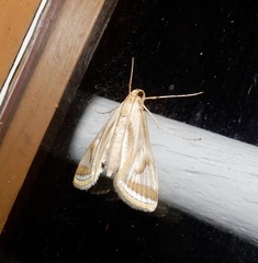 Eoophyla sejunctalis