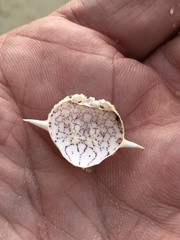 Matuta victor