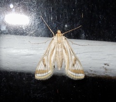 Eoophyla sejunctalis