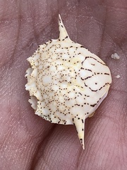 Matuta victor