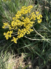 Helichrysum harveyanum