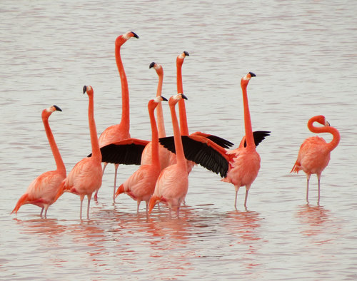 American Flamingo