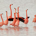 American Flamingo - Photo (c) Katja Schulz, some rights reserved (CC BY)
