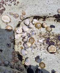 Cellana tramoserica